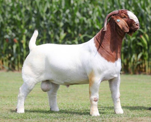 Image for VA Is For Boer Goat Lovers Sale