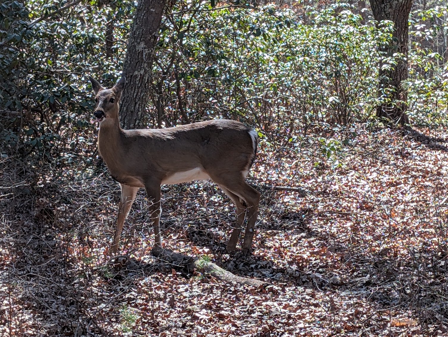 Image for Slate Mill Farm - 78.8 Acres with 6,000 Sq Ft Home Near Stanardsville VA