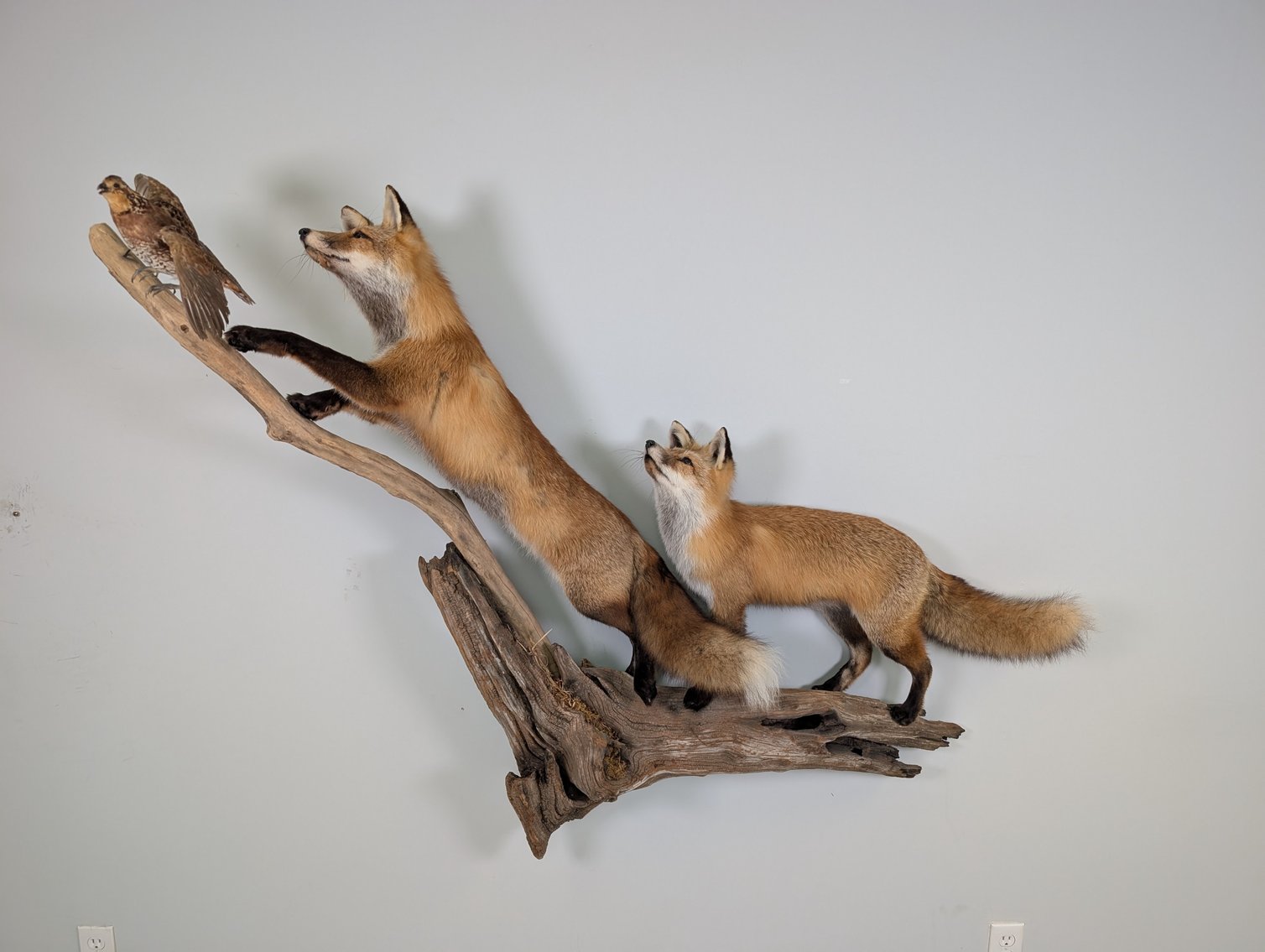 Image for World Class Taxidermy Auction