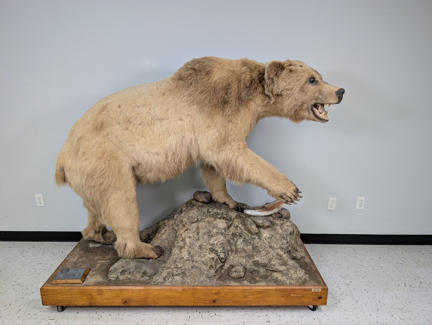 Image for World Class Taxidermy Auction