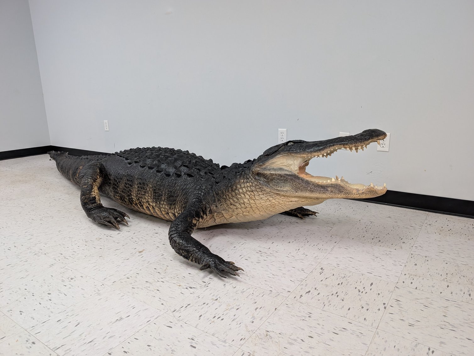 Image for World Class Taxidermy Auction