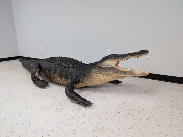 Image for World Class Taxidermy Auction