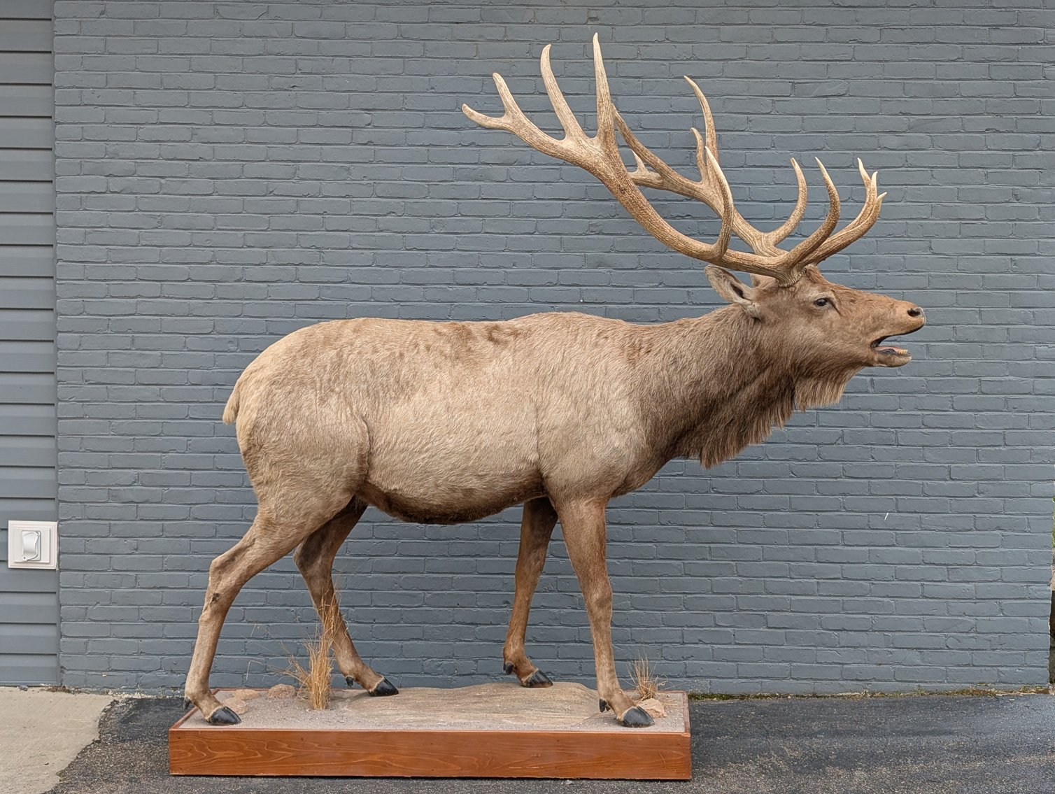 Image for World Class Taxidermy Auction