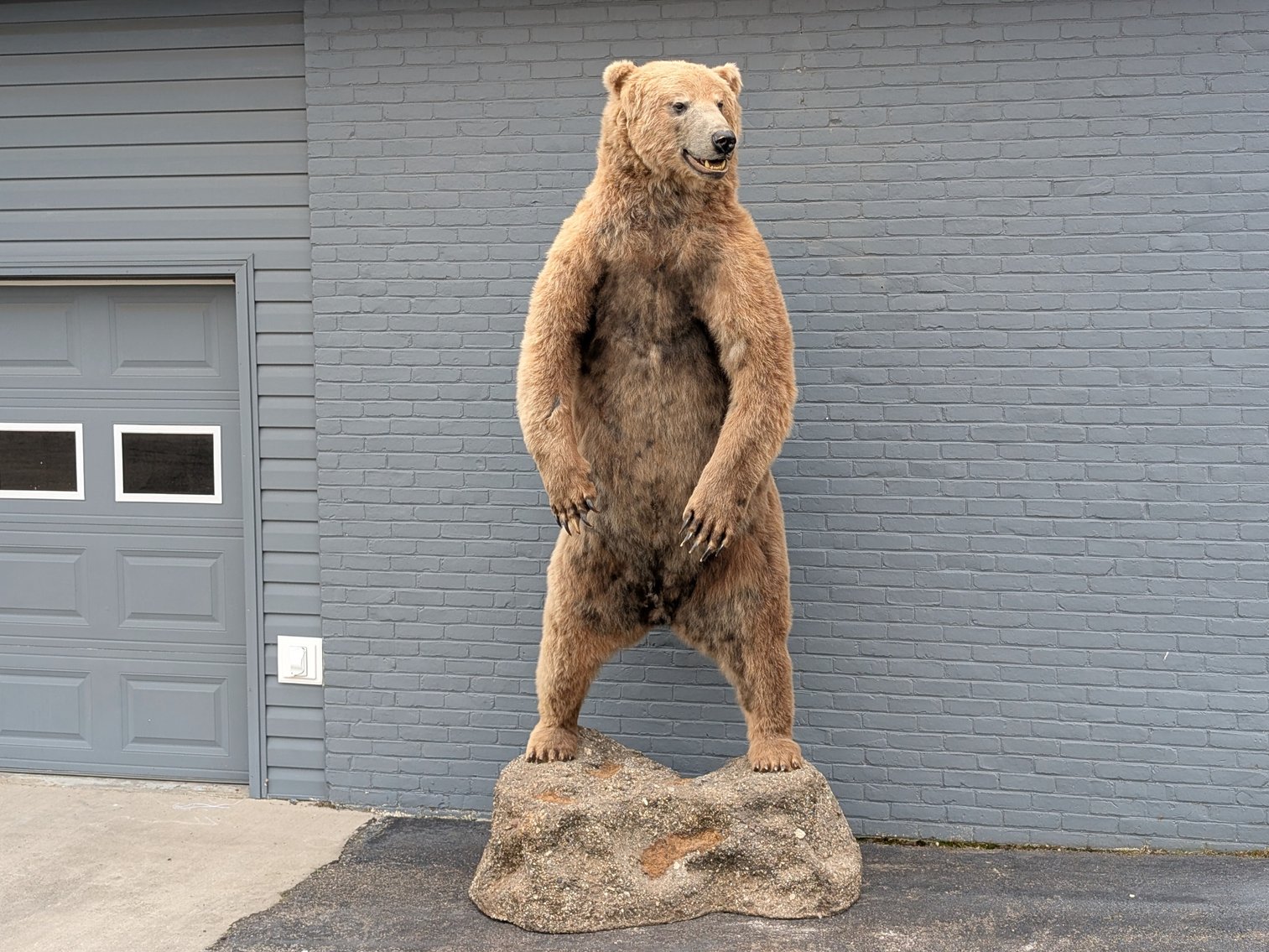 Image for World Class Taxidermy Auction