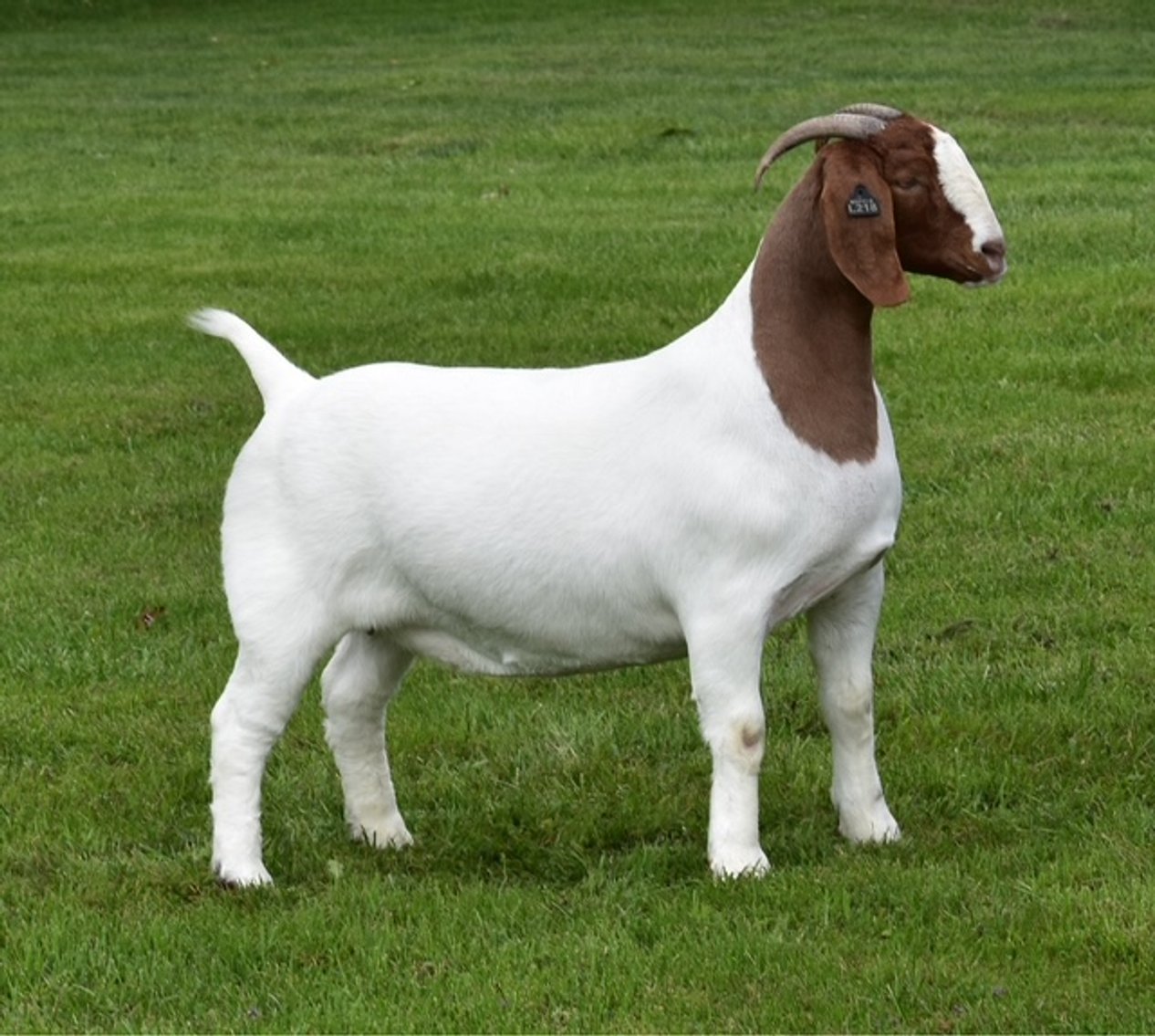 Image for VA Is For Boer Goat Lovers Sale