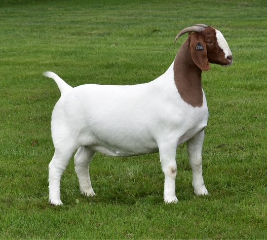 Image for VA Is For Boer Goat Lovers Sale