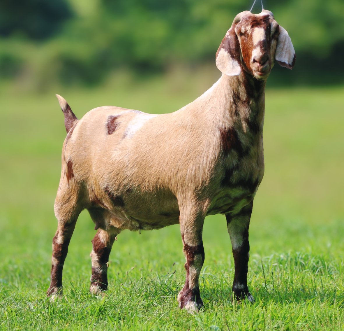 Image for VA Is For Boer Goat Lovers Sale