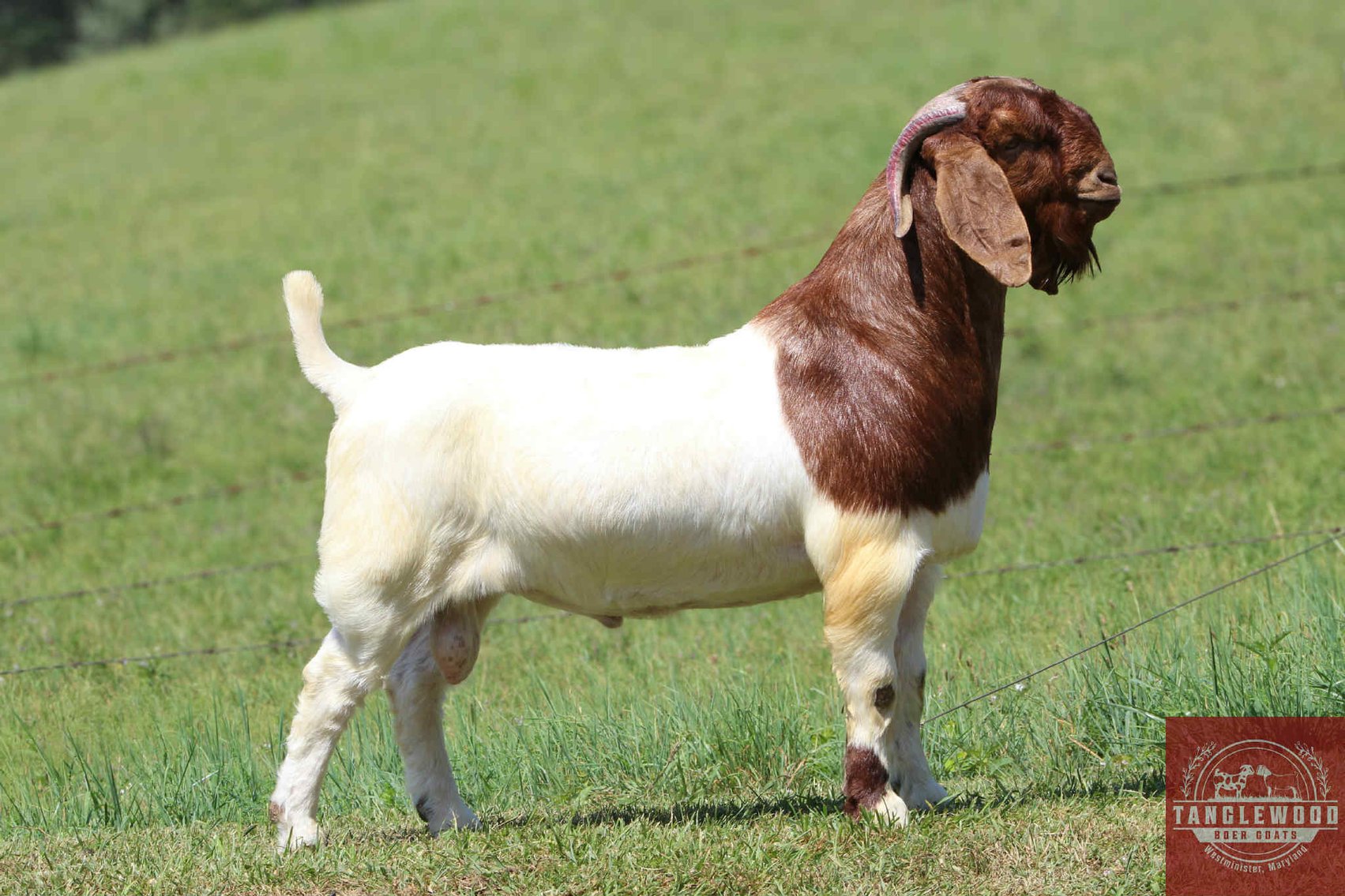 Image for VA Is For Boer Goat Lovers Sale