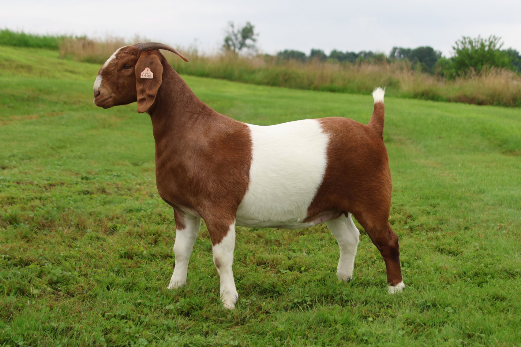 Image for VA Is For Boer Goat Lovers Sale
