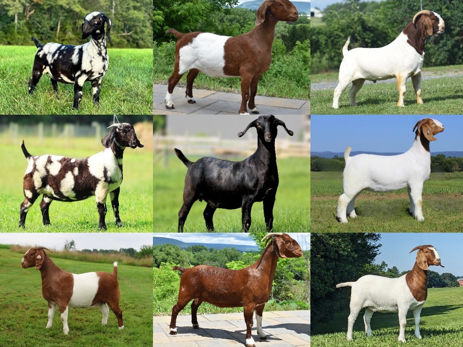 Image for VA Is For Boer Goat Lovers Sale