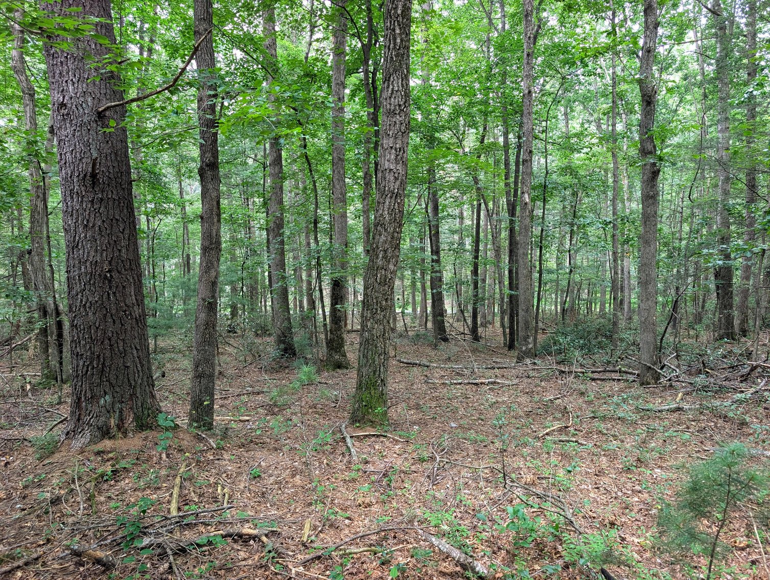 Image for 50+/- Acres Of Land In Rockingham County VA