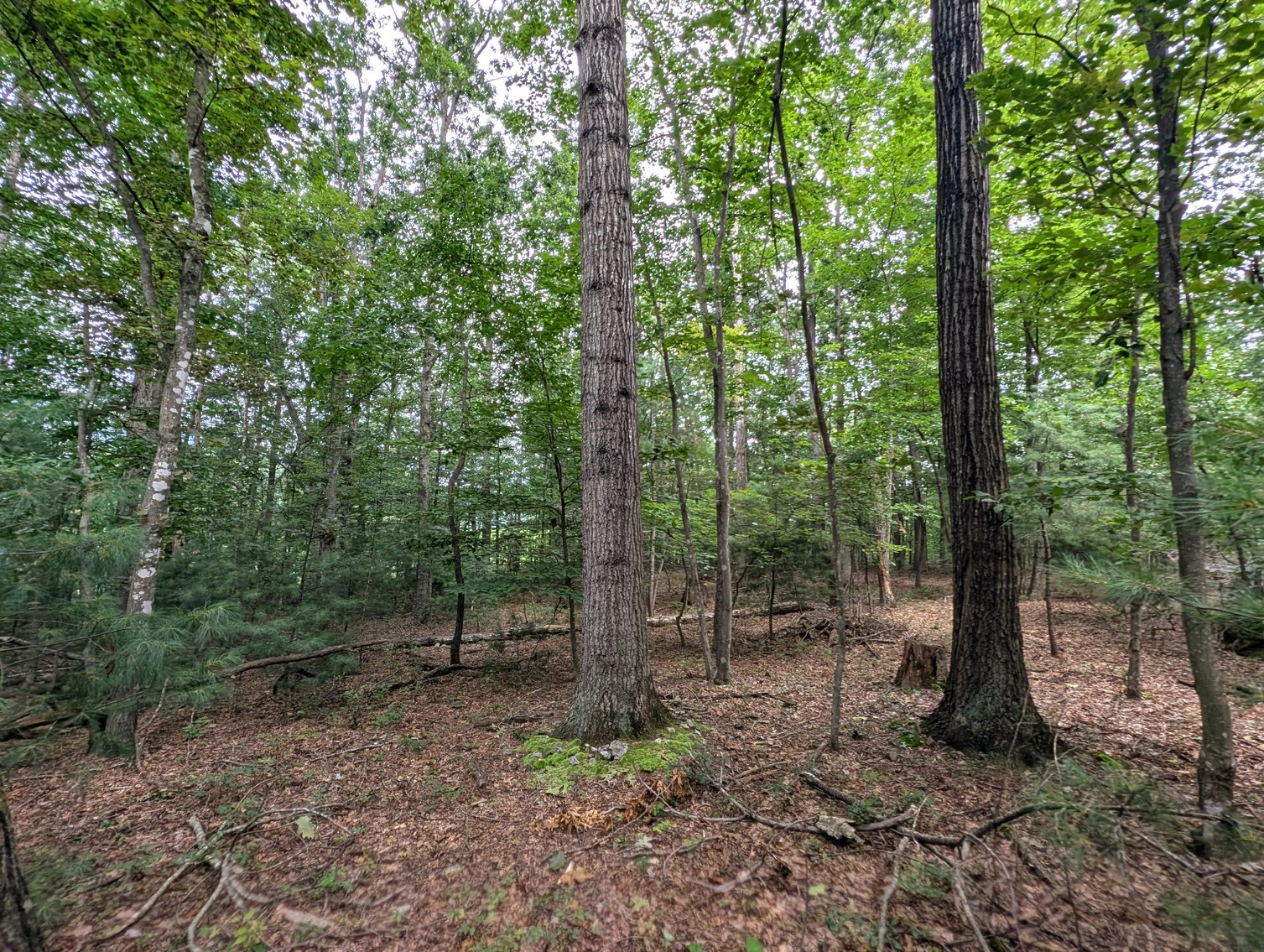 Image for 50+/- Acres Of Land In Rockingham County VA