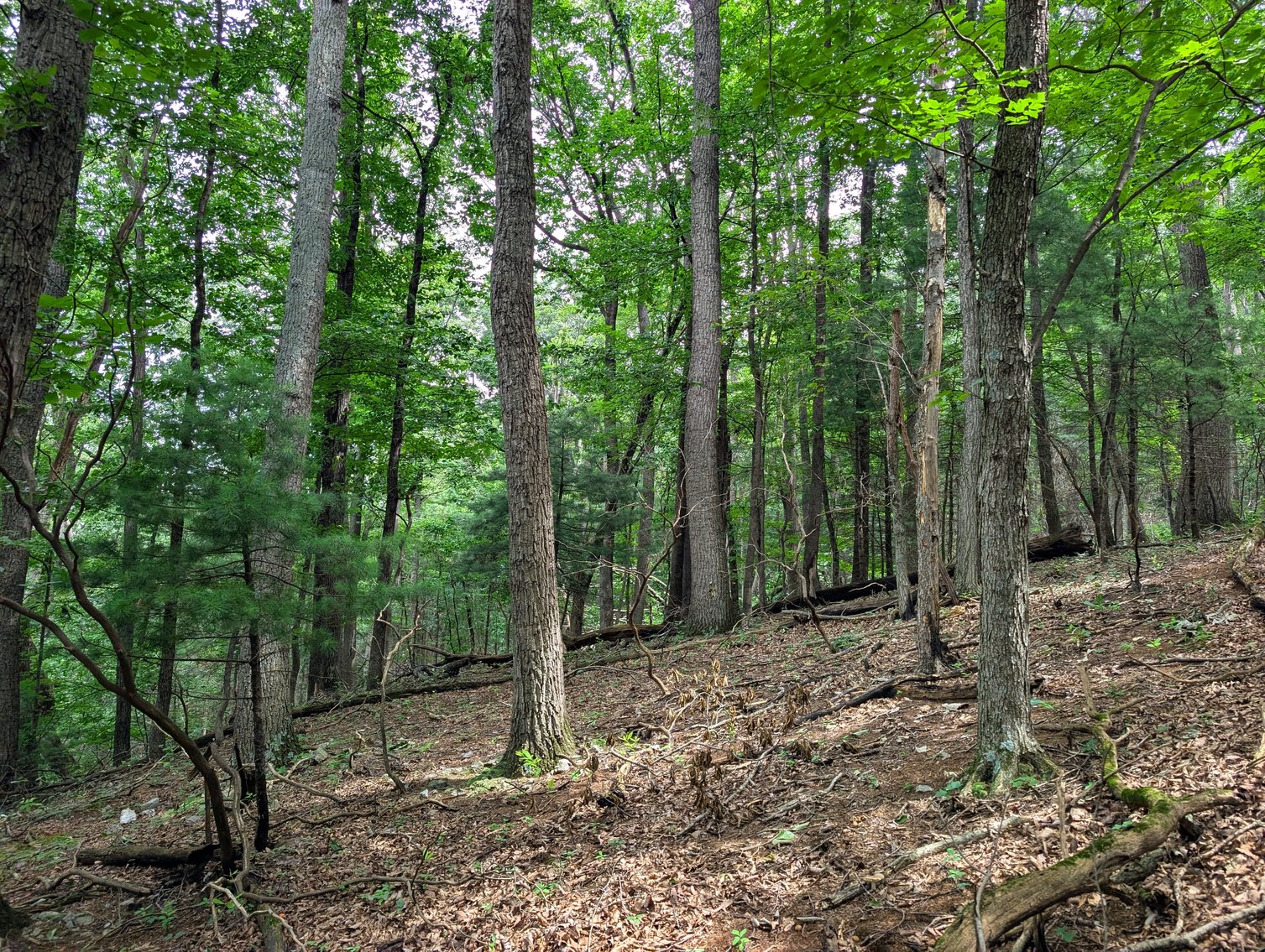 Image for 50+/- Acres Of Land In Rockingham County VA