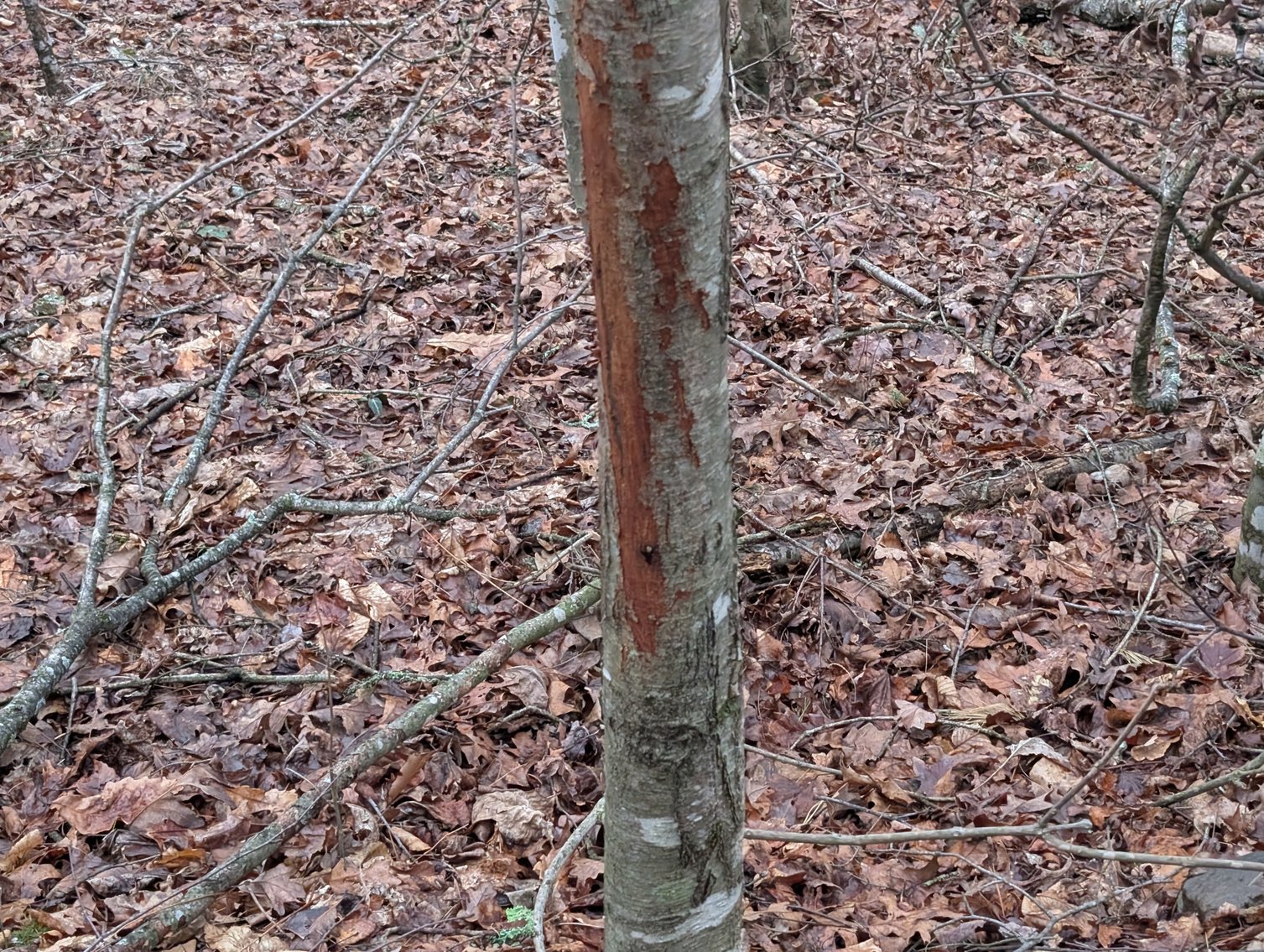 Image for 50+/- Acres Of Land In Rockingham County VA