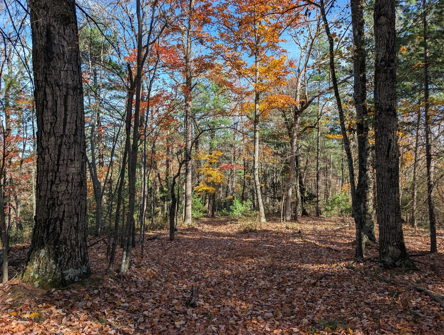 Image for 90 Acre Augusta County Farm Offered In Three Tracts