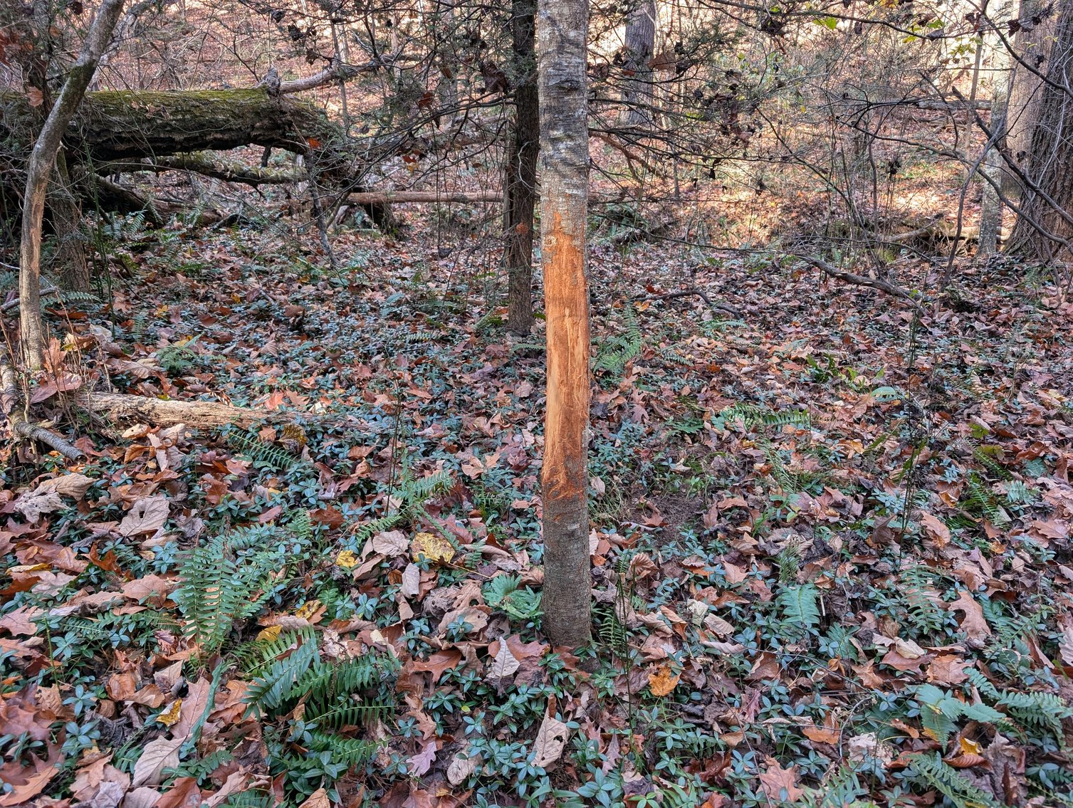 Image for 90 Acre Augusta County Farm Offered In Three Tracts