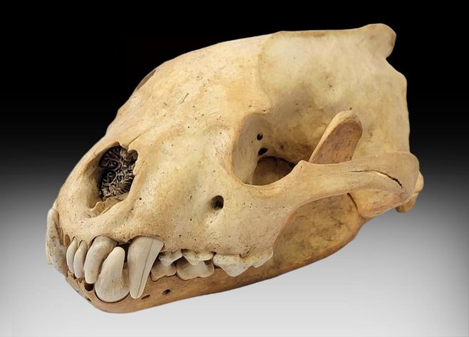 Image for January 2024 Treasure Trove Auction