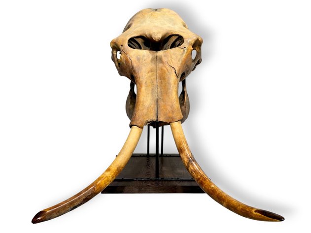 Image for June 2025 Premier Auction