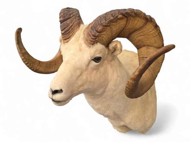 Image for December 2025 Curiosities Auction