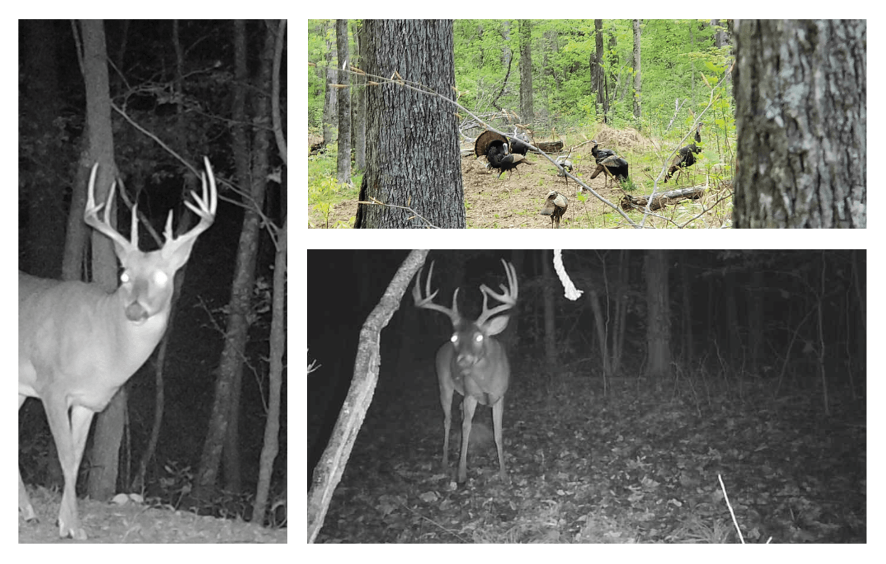 Image for 150+/- Acre Palmyra AUCTION