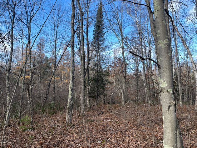 Image for 4 Vacant Land Parcels, Lender-Owned, Commercial, Residential & Recreational Options from 0.25± Acre up to 6.38± Acre Lots in Bayfield County - Iron River, WI