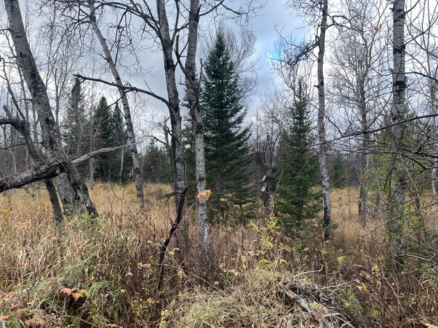 Image for 20± Acres Wooded, Recreational Land Just One Mile South of Lake Superior South Shore near Port Wing, Lender Owned - Bayfield County, WI