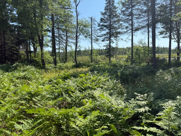 Image for Own 480± Acres of Scenic Michigan Wilderness With Rustic Camp, Ponds & Wildlife Near Bessemer - Gogebic County, MI