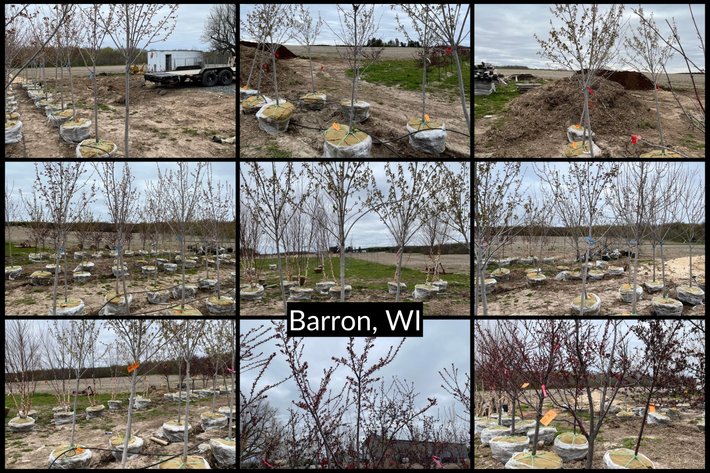 Image for Bluestem Landscaping Inventory Reduction of Trees - Barron, WI