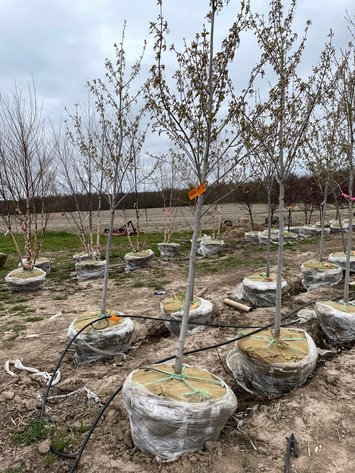 Image for Bluestem Landscaping Inventory Reduction of Trees - Barron, WI