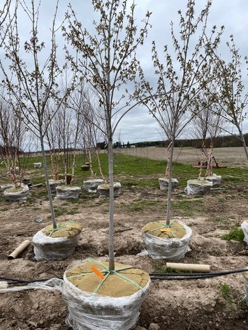 Image for Bluestem Landscaping Inventory Reduction of Trees - Barron, WI