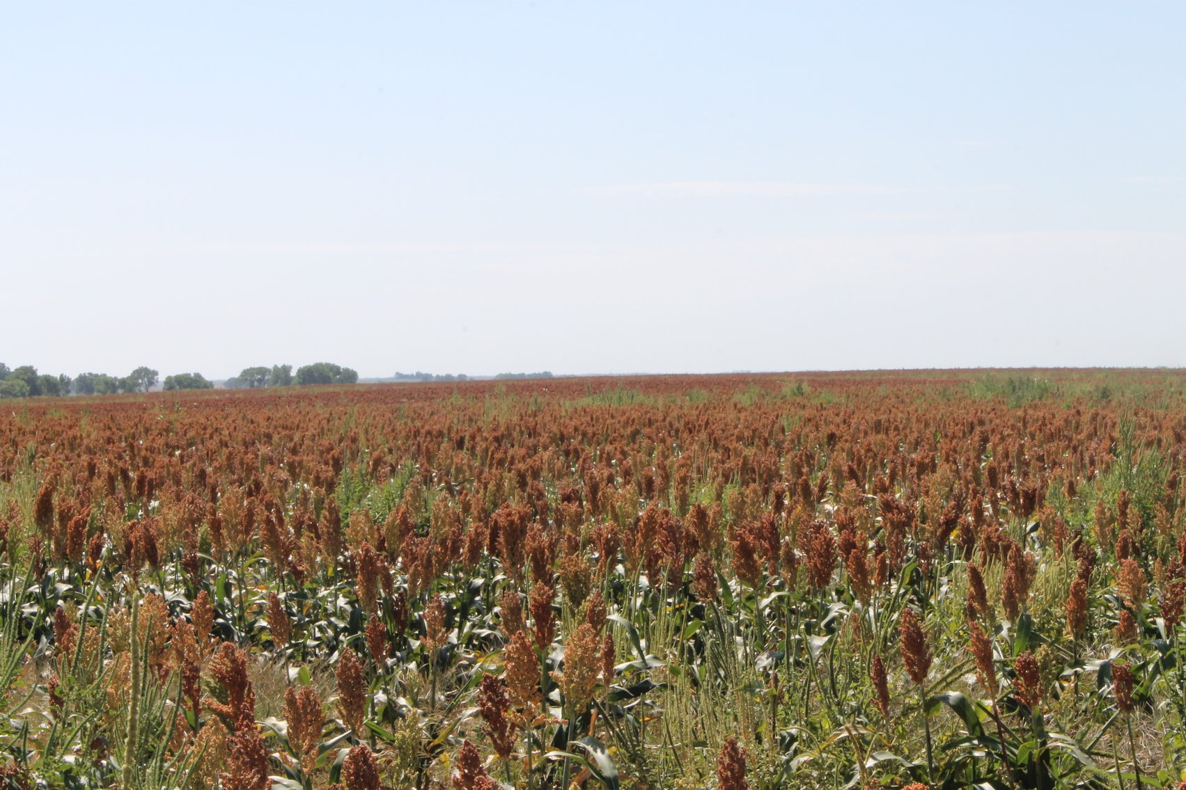 Image for KIOWA COUNTY & BARBER COUNTY, KANSAS-CROPLAND & GRASSLAND