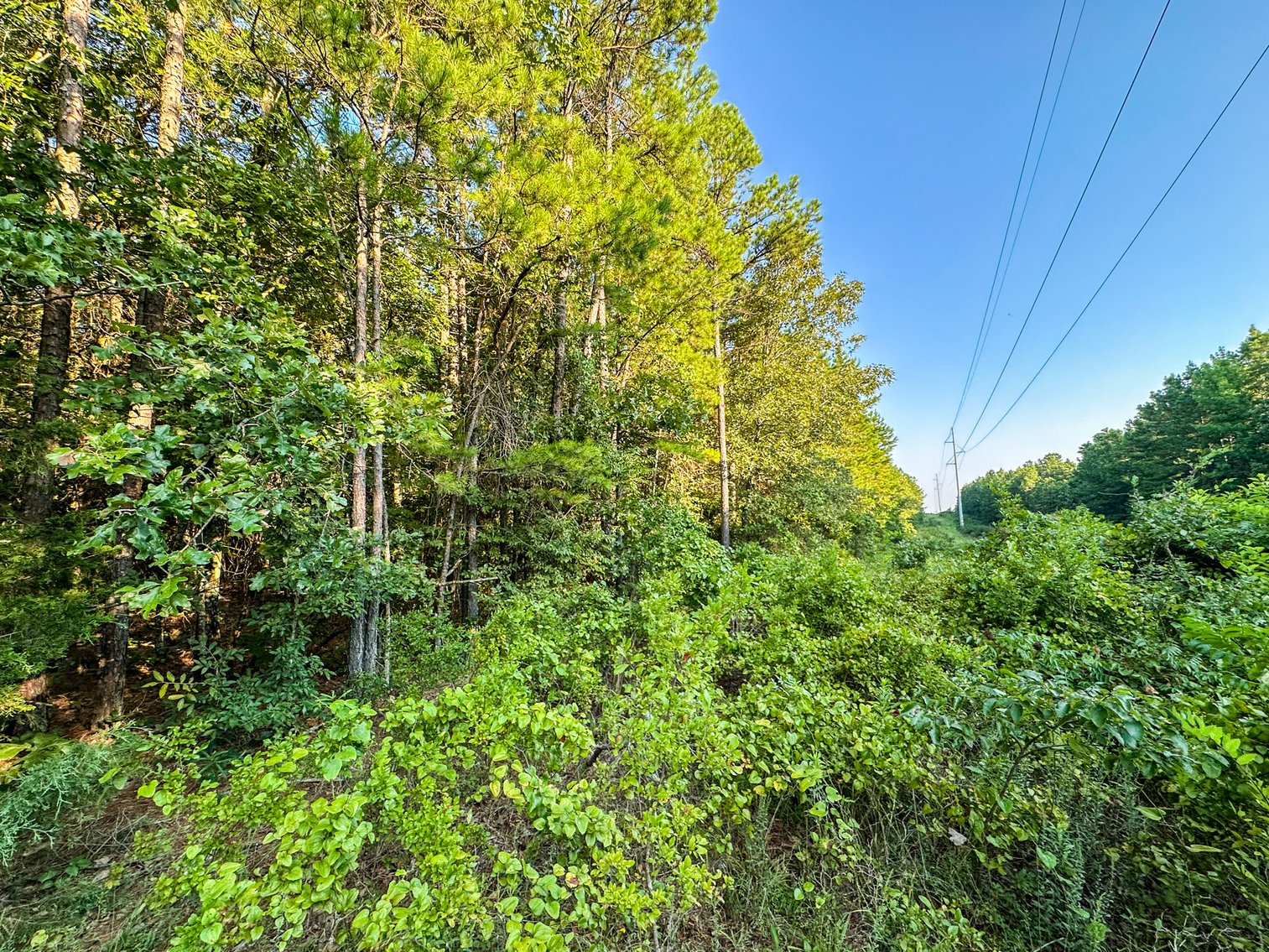 Image for Mena Timber Land | 4,636 Acres Auction