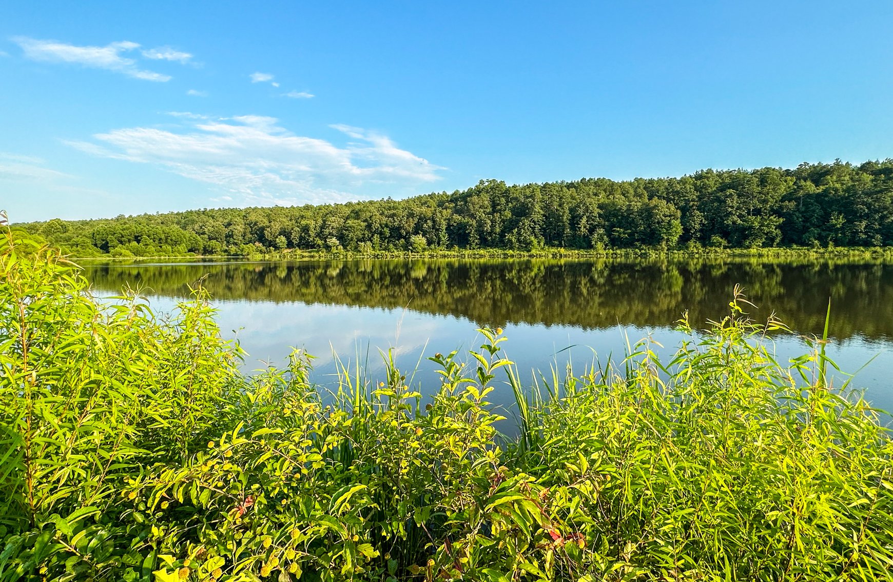 Image for Mena Timber Land | 4,636 Acres Auction