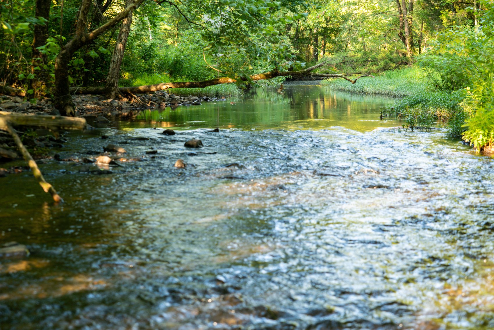 Image for Mena Timber Land | 4,636 Acres Auction