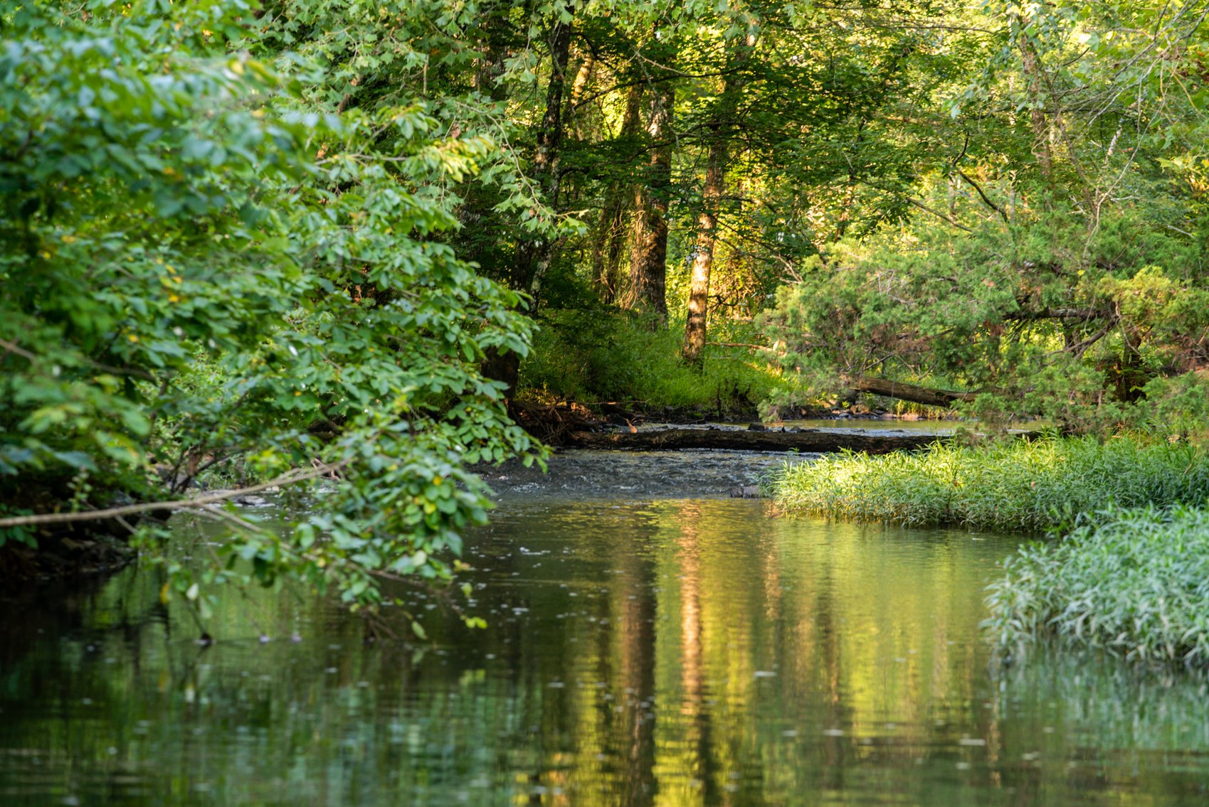 Image for Mena Timber Land | 4,636 Acres Auction