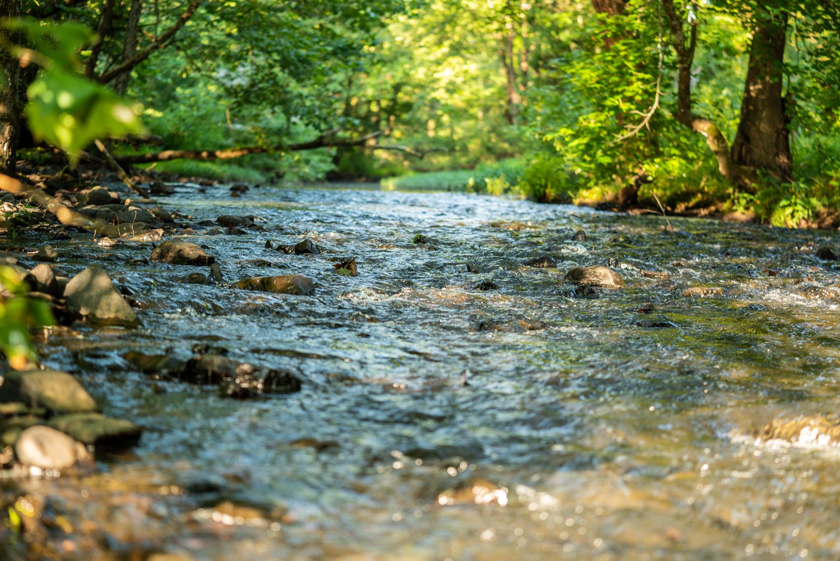 Image for Mena Timber Land | 4,636 Acres Auction