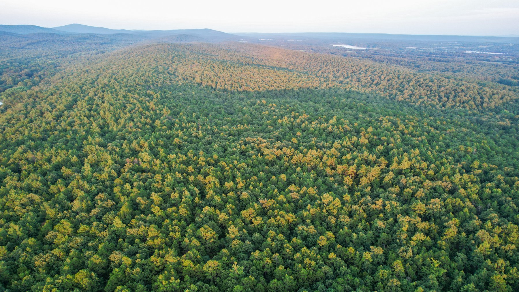 Image for Mena Timber Land | 4,636 Acres Auction
