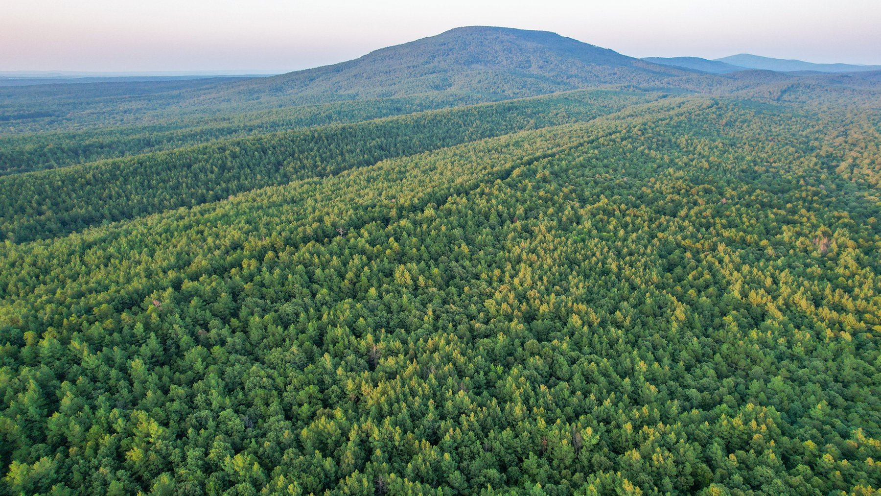 Image for Mena Timber Land | 4,636 Acres Auction
