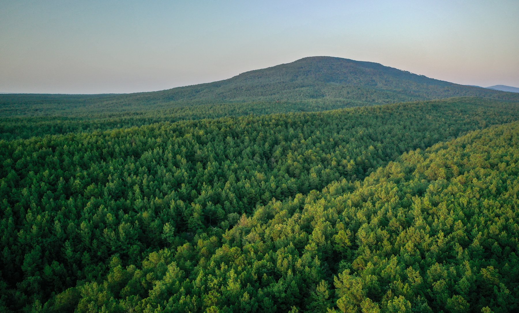 Image for Mena Timber Land | 4,636 Acres Auction