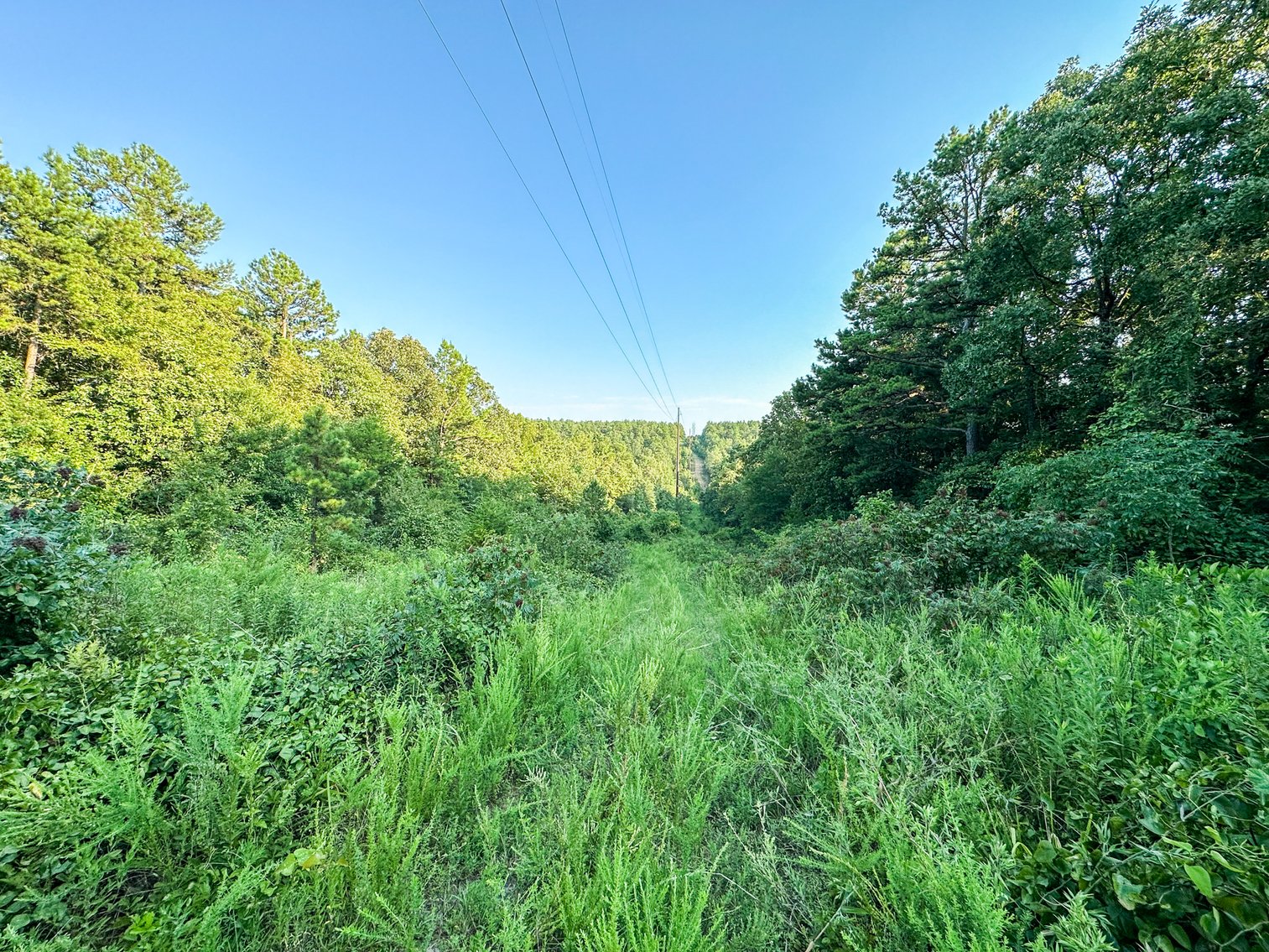 Image for Mena Timber Land | 4,636 Acres Auction