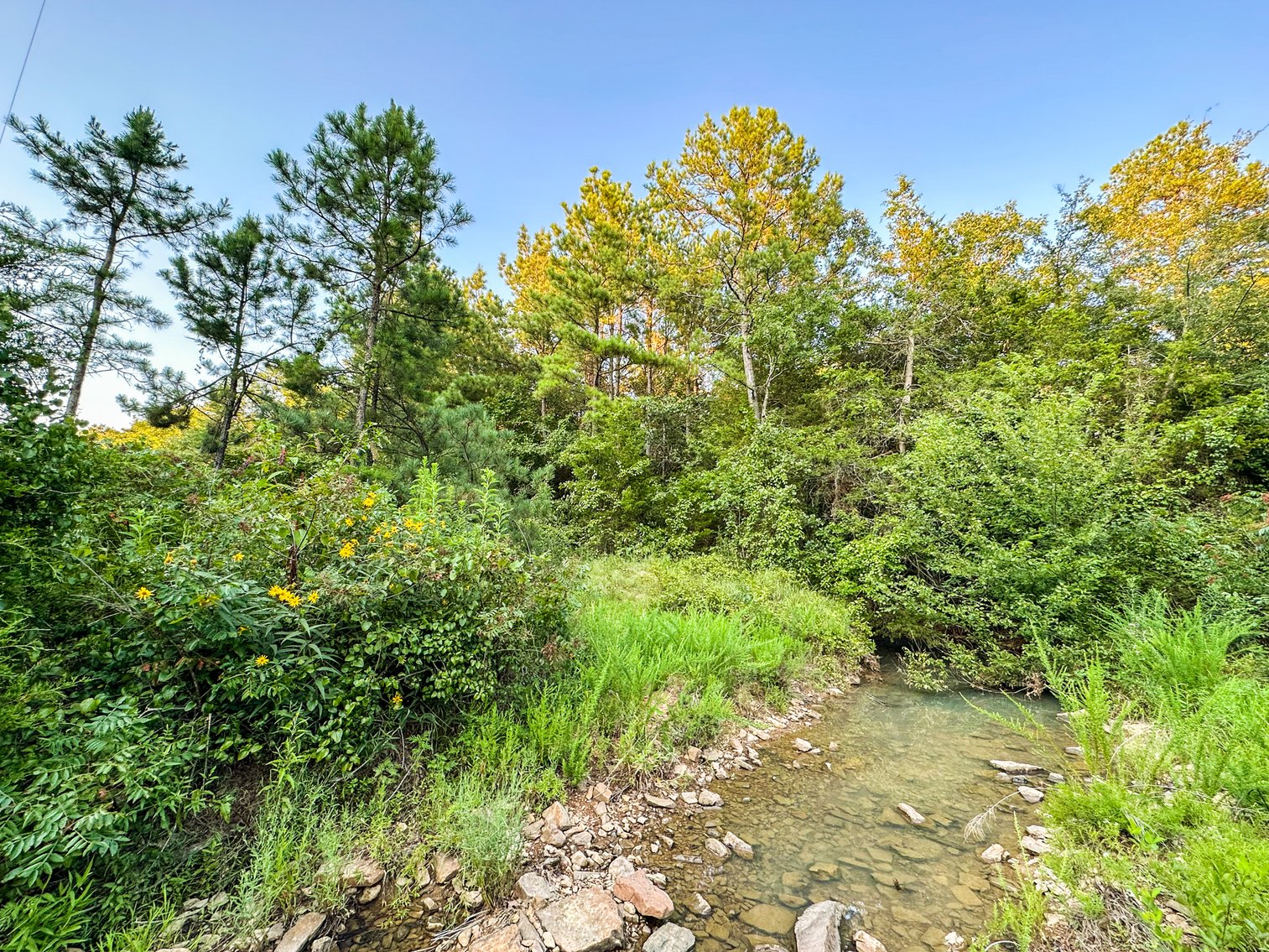 Image for Mena Timber Land | 4,636 Acres Auction