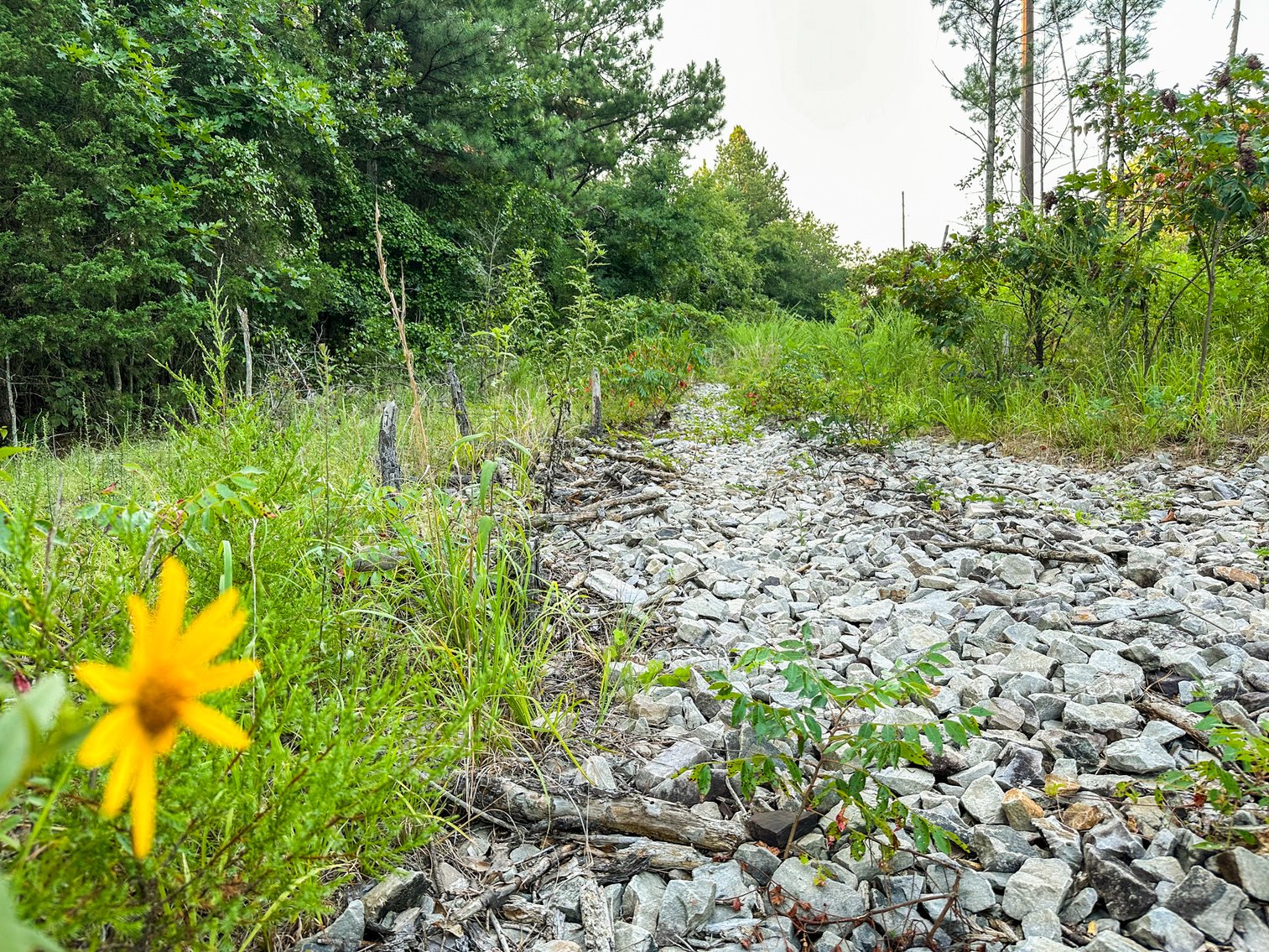 Image for Mena Timber Land | 4,636 Acres Auction