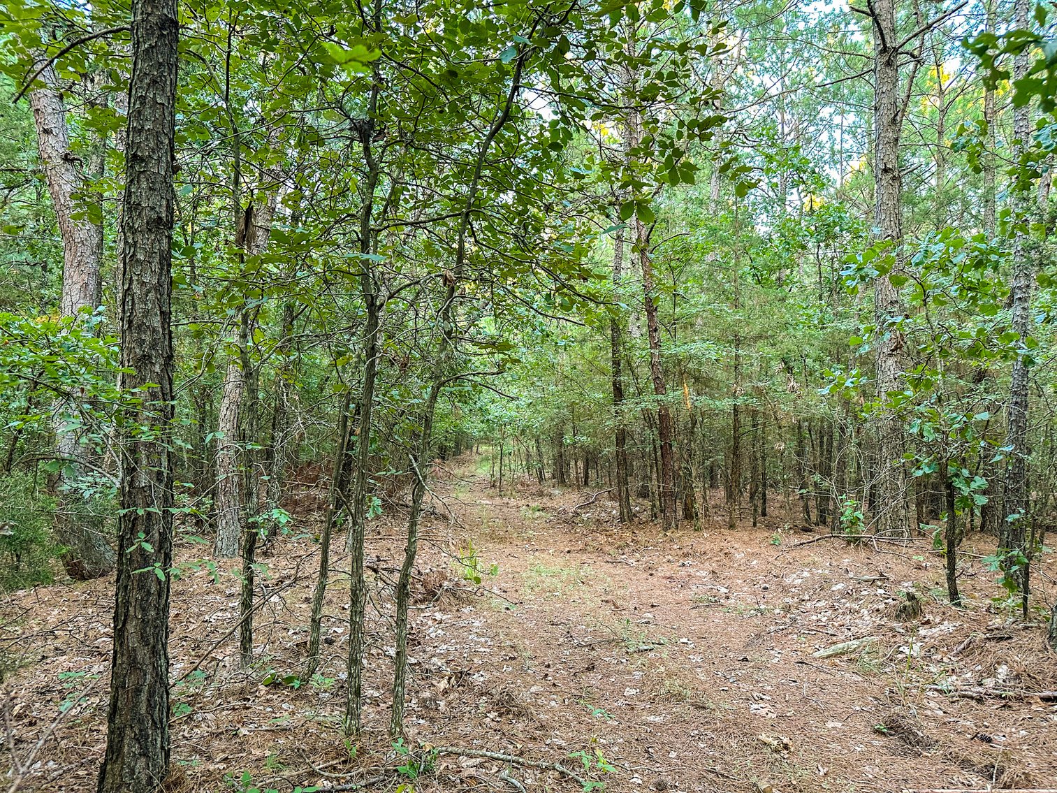 Image for Mena Timber Land | 4,636 Acres Auction