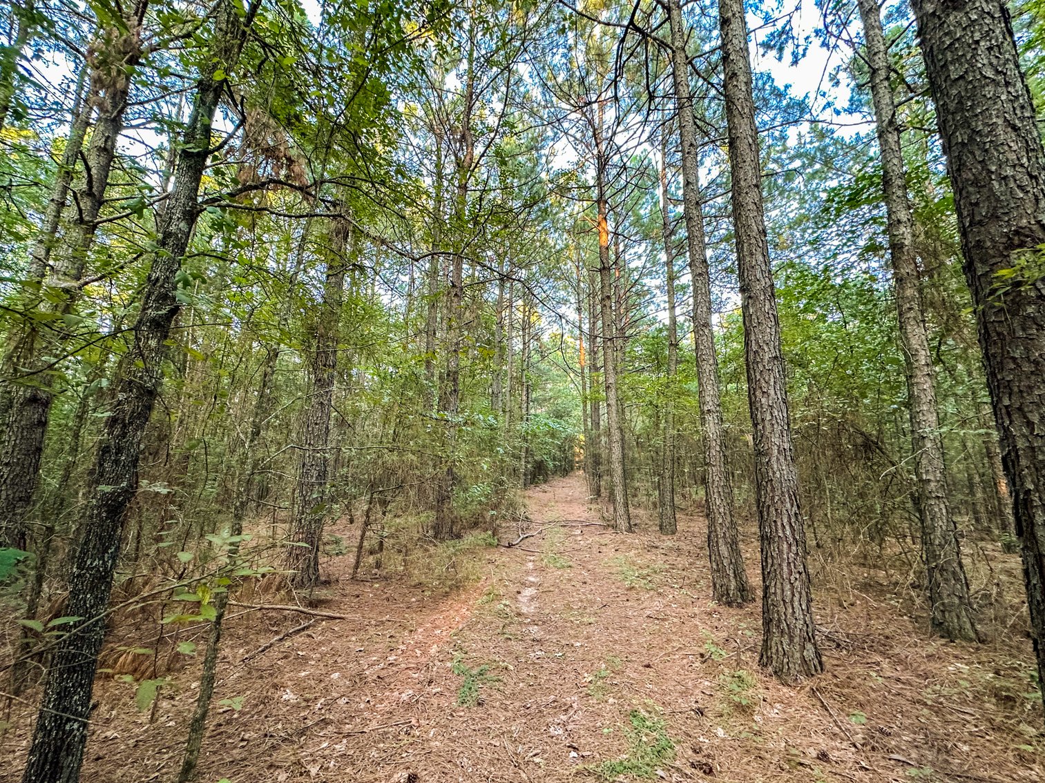 Image for Mena Timber Land | 4,636 Acres Auction