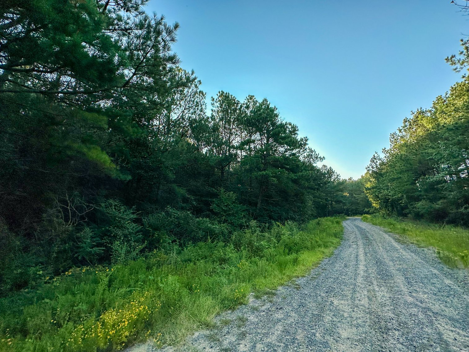 Image for Mena Timber Land | 4,636 Acres Auction