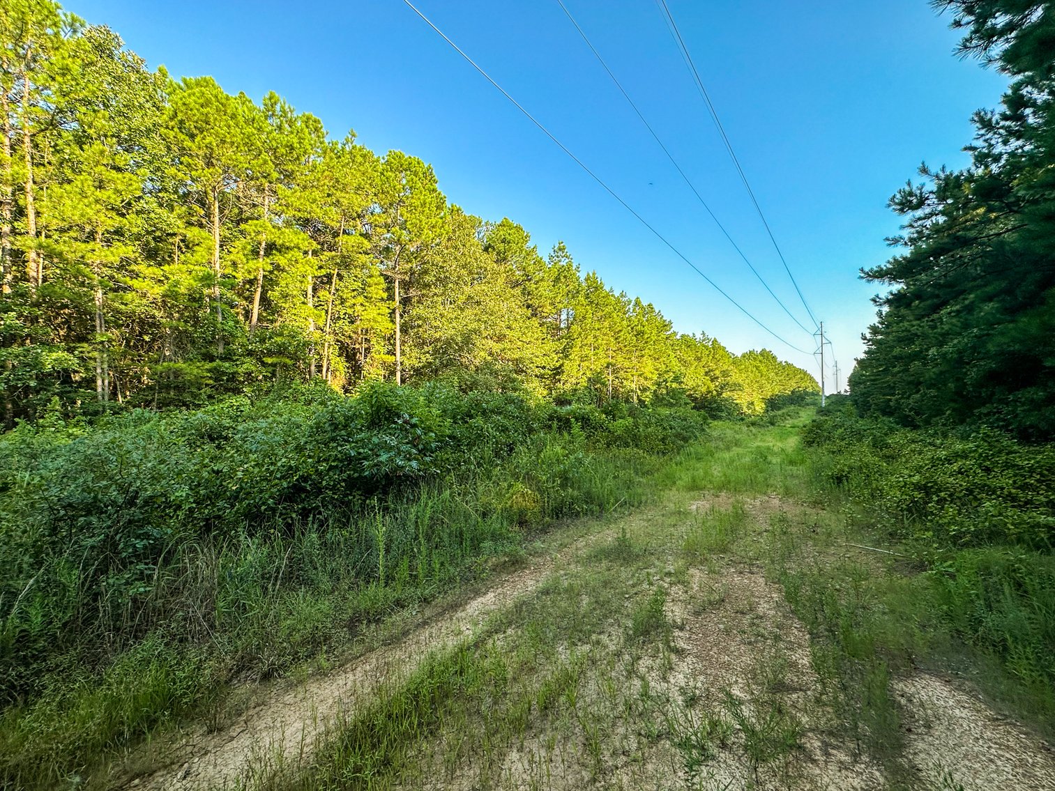 Image for Mena Timber Land | 4,636 Acres Auction