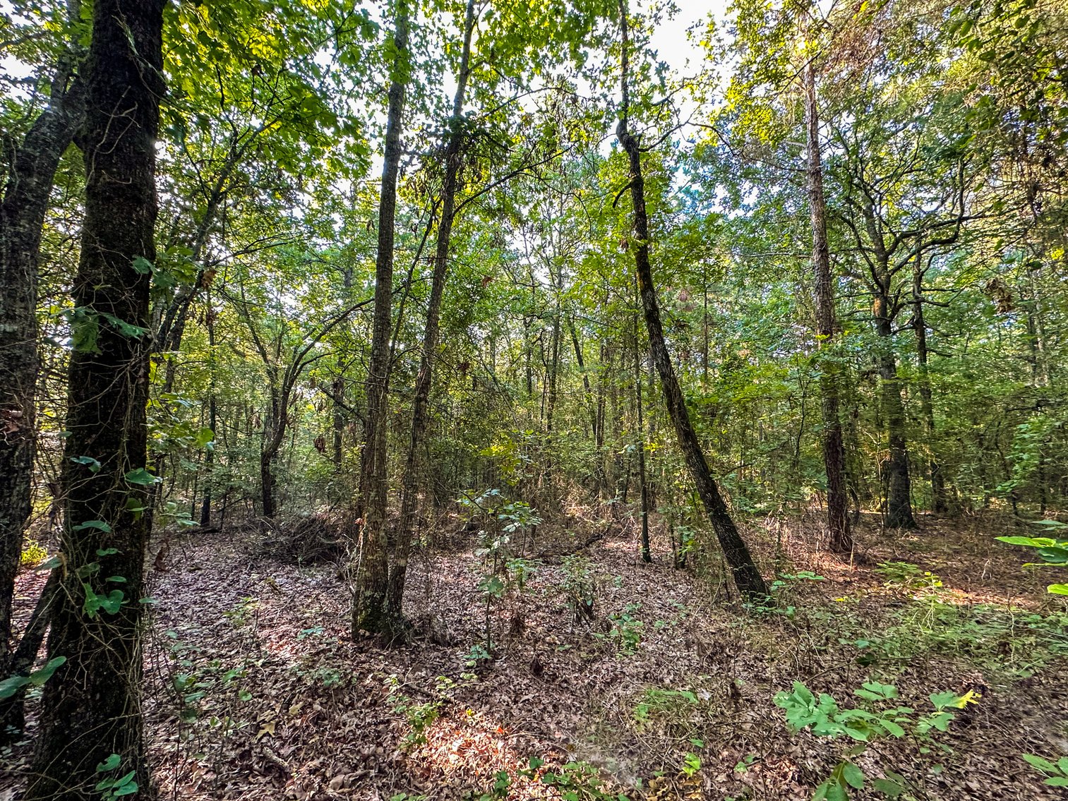 Image for Mena Timber Land | 4,636 Acres Auction