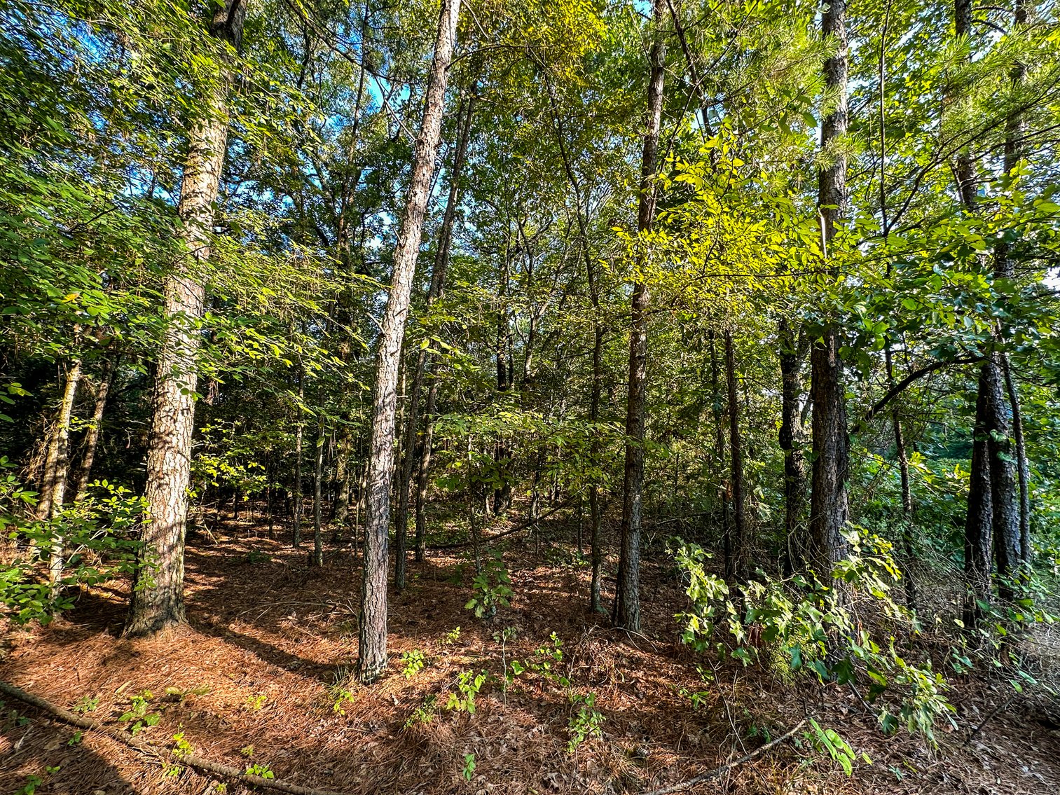 Image for Mena Timber Land | 4,636 Acres Auction
