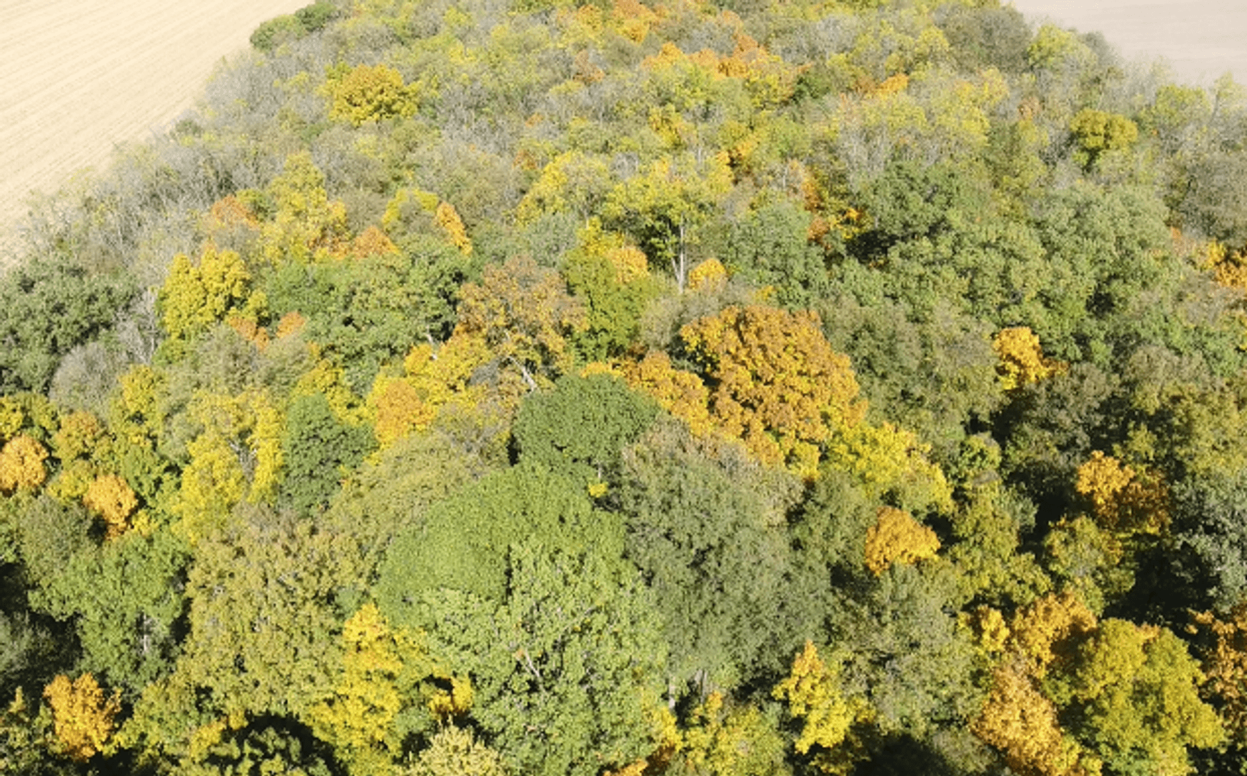 Image for 15 Acres +/- Woods Rd X Leipsic, Ohio 45864