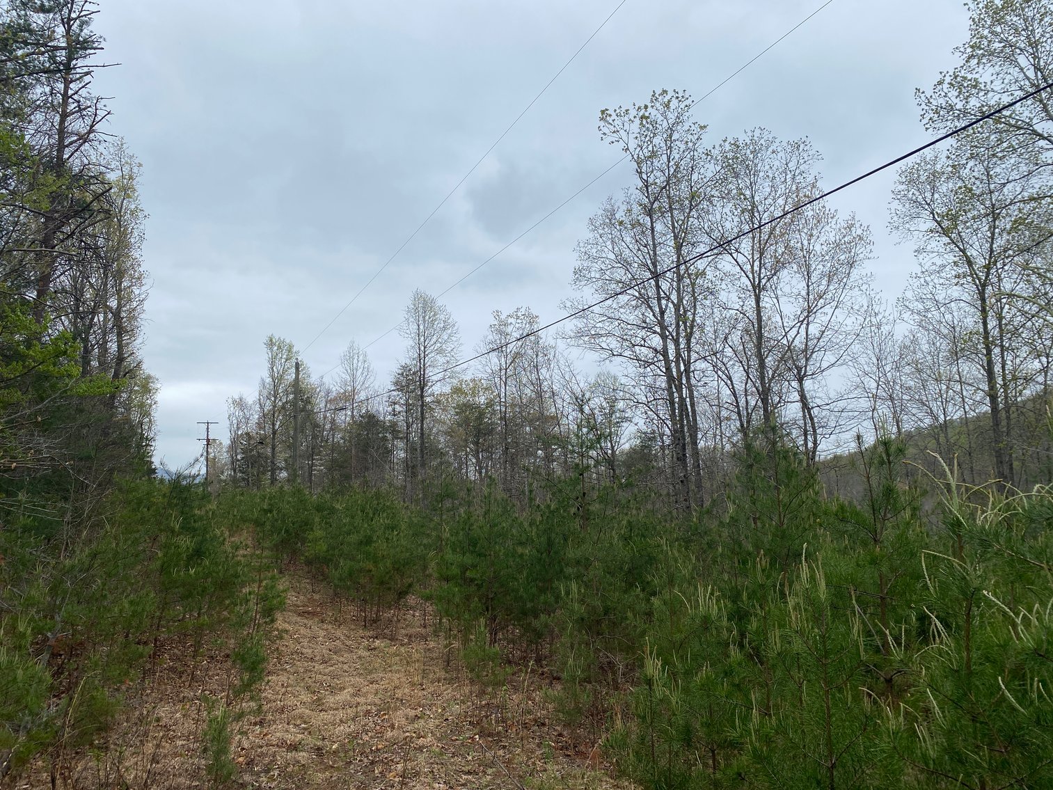 Image for BREATHTAKING MOUNTAIN VIEWS: Blue Ridge Estate Auction - 158-Acre Farm & Building Lot - Amherst, VA